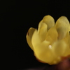 闇に浮かぶ蝋梅の花。