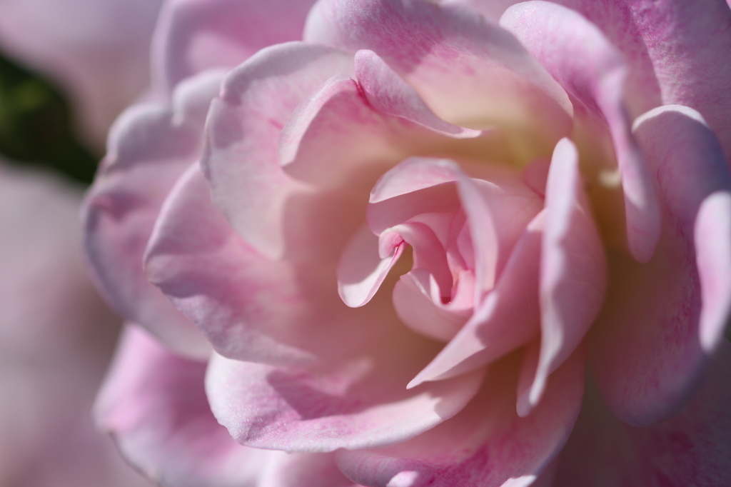 薔薇の香りに誘われて。