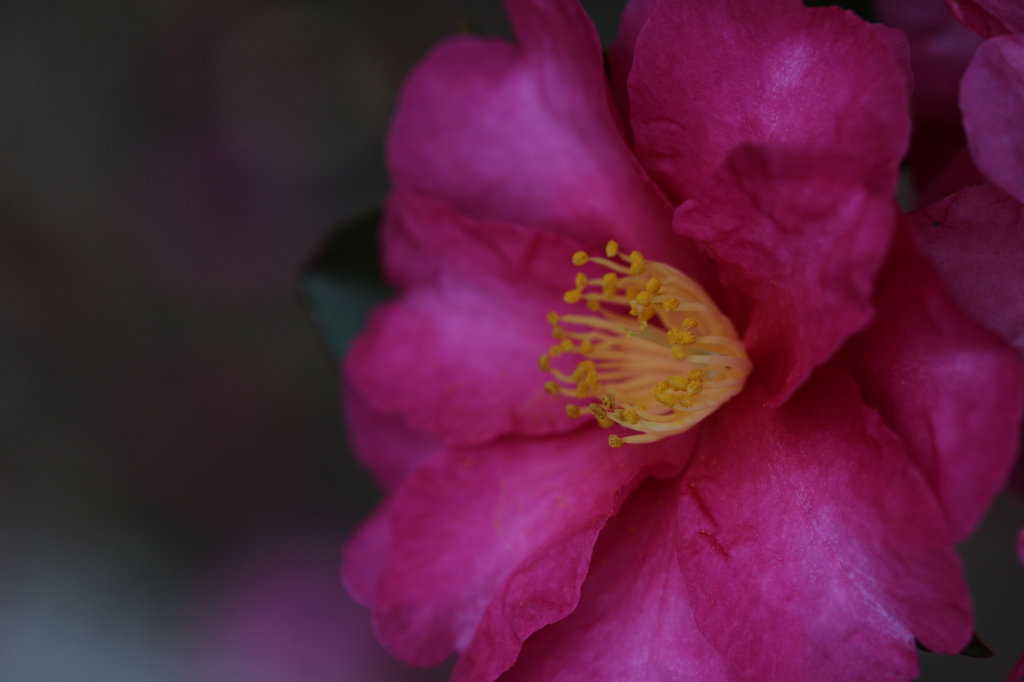 山茶花。