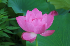蓮。
