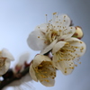 冬至梅。