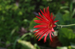赤い花。