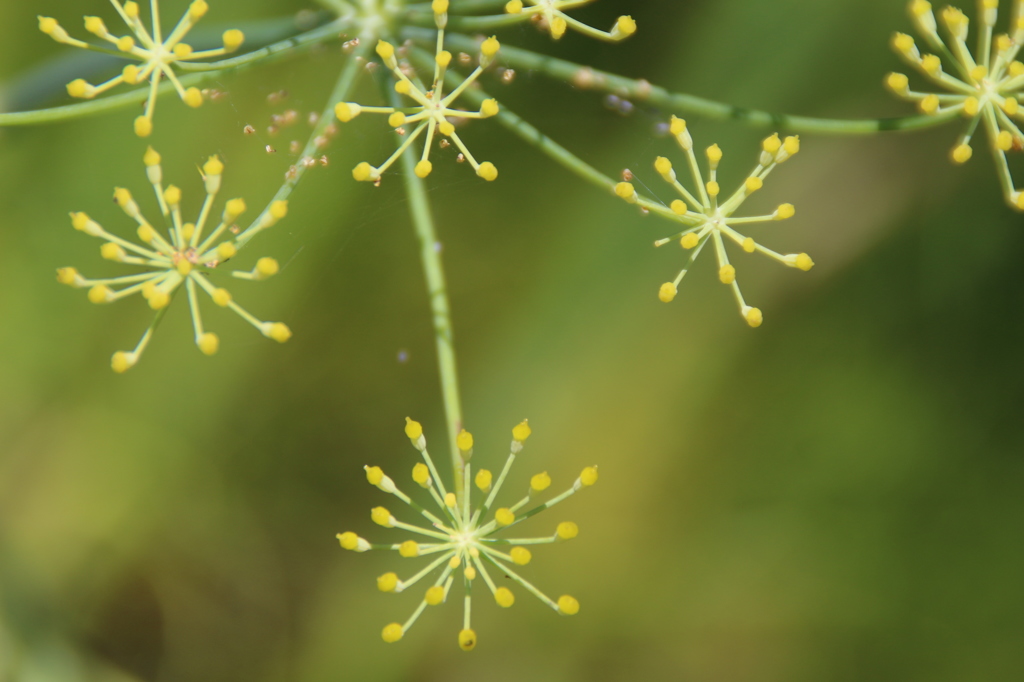 線香花火。