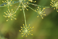 線香花火。