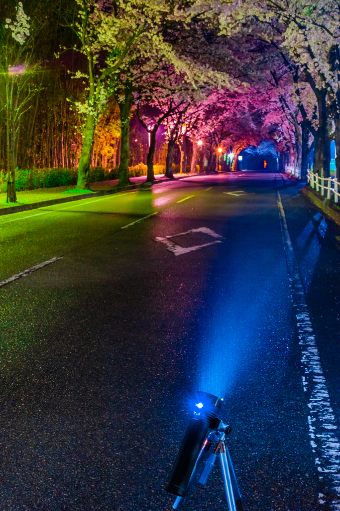 夜雨に濡れる桜トンネル