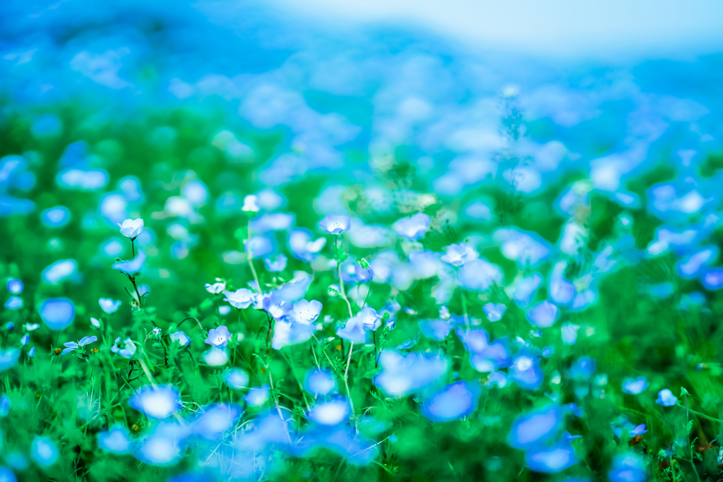 Baby Blue「小さな森」