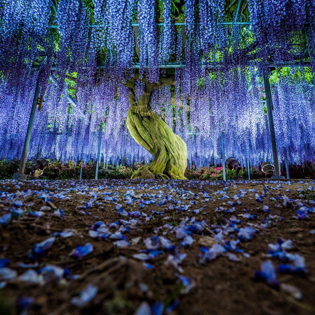 蒼き静寂