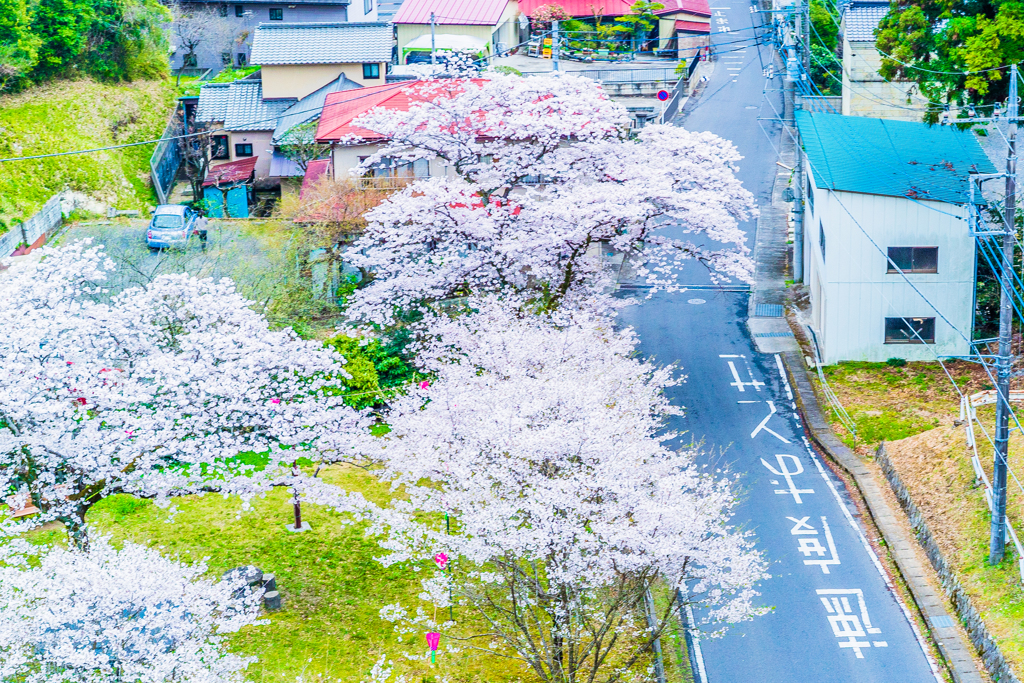 速度おとせ　桜が咲いた