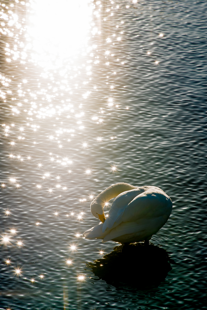 Shower of the Light
