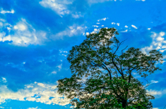 Blue Sky with Green Tree