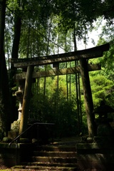 竹林の光と影