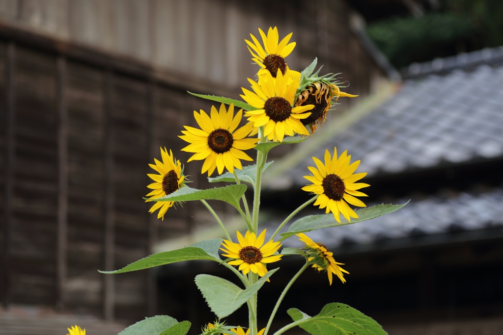 少しひかえめ