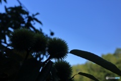 夏栗