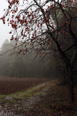 冬雨に霞む