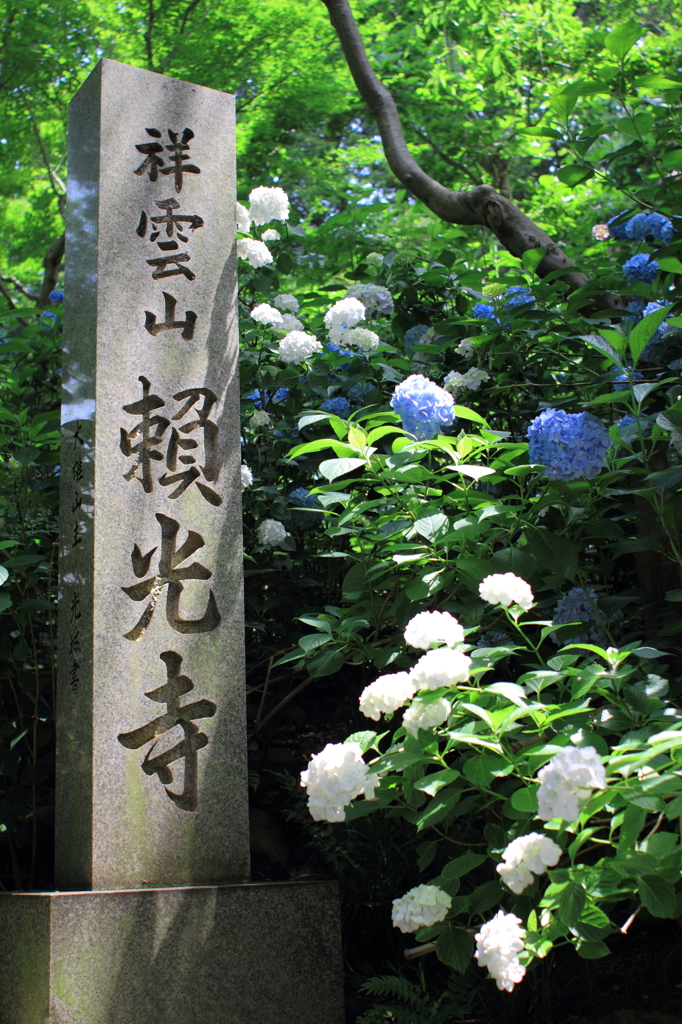 紫陽花寺（頼光寺）01