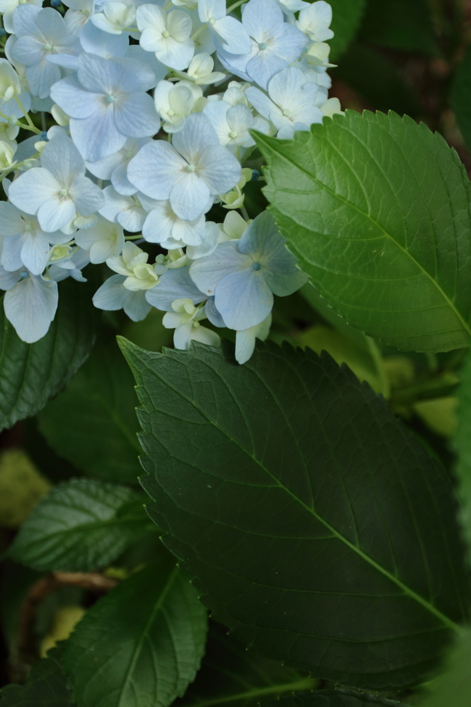 紫陽花∼葉∼