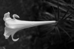 a white black LILY