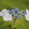 紫陽花寺（頼光寺）05