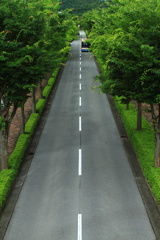 並木道_梅雨、曇り