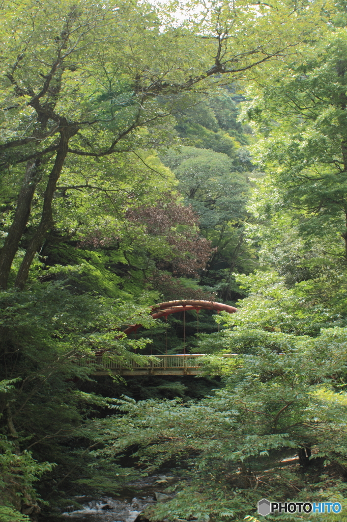秋を想う