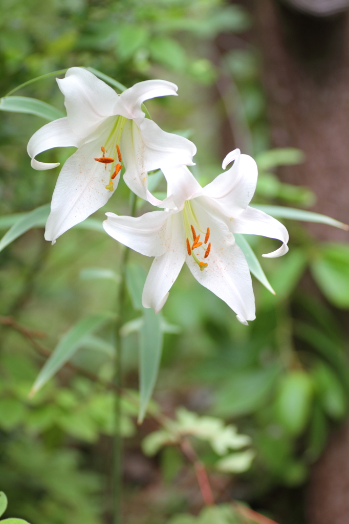 山百合
