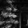 明暗の葉