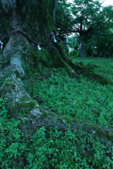 大木_野間の大けやき