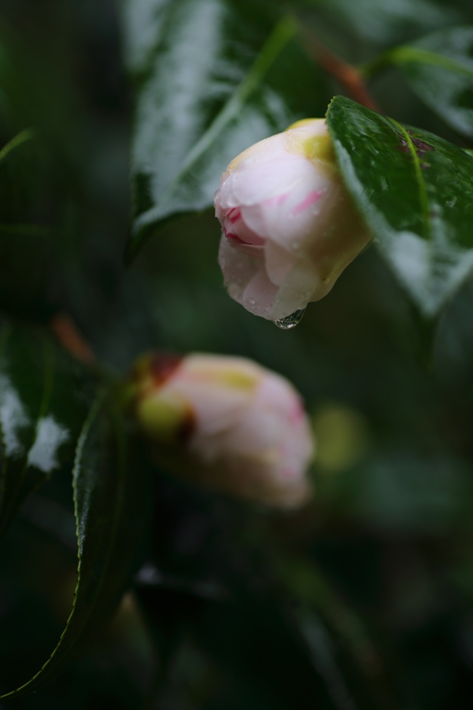 雨上がりを待つ