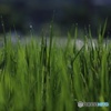 夏稲