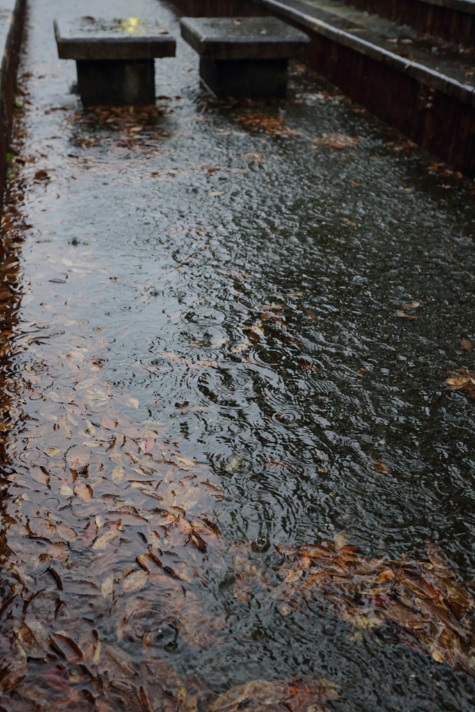 秋雨に踊る