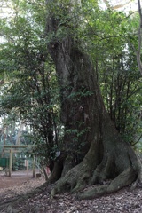 鎮守の大木