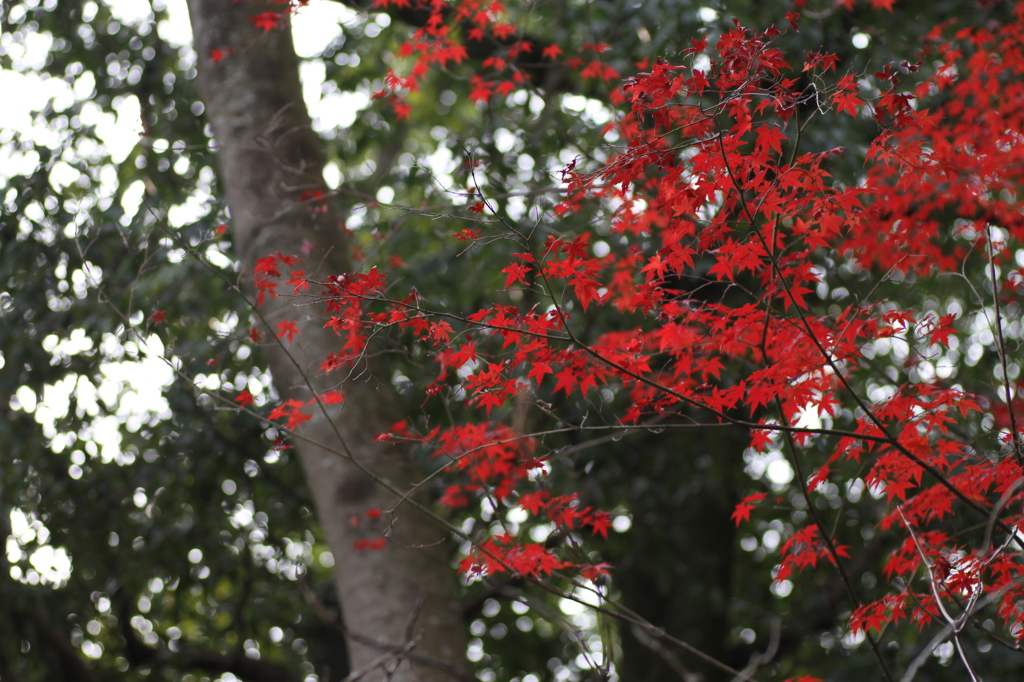 紅色
