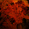円通院・松島紅葉ライトアップ２