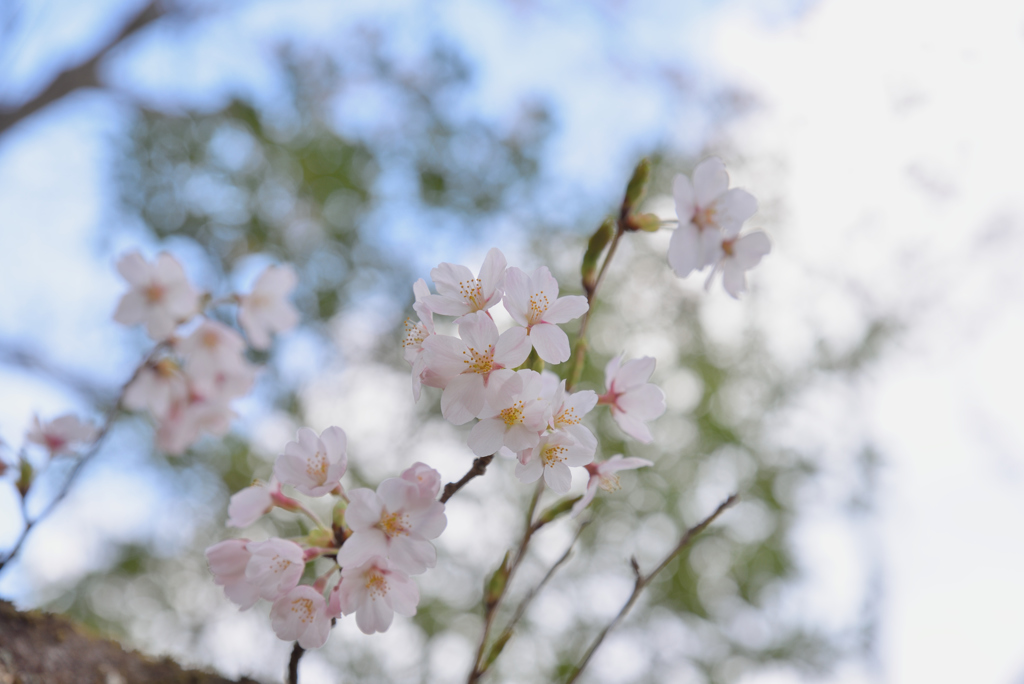 やっと東北にも桜
