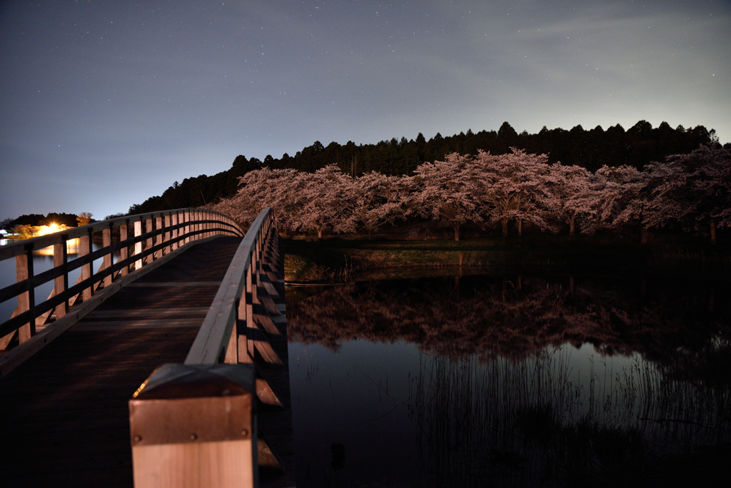 夜桜リフレクション