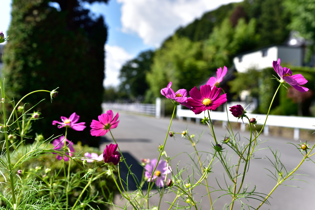 散歩道のコスモス
