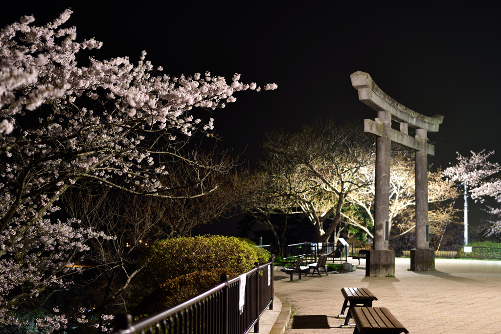 神社の夜桜