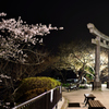 神社の夜桜