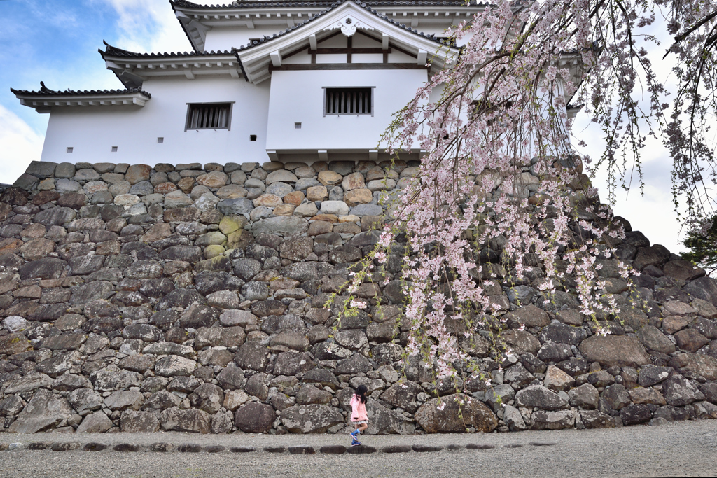 白石城と桜