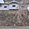白石城と桜