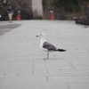横顔