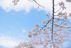 やっと東北にも桜