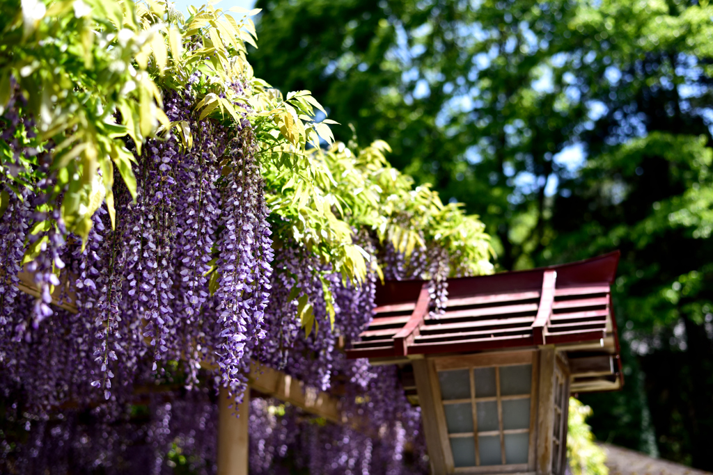 藤の花