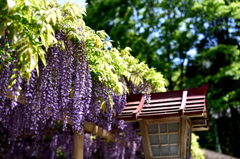 藤の花