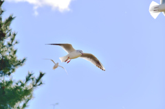 青空はばたく