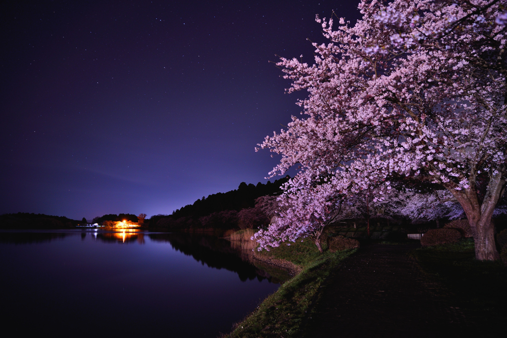 夜桜と星空