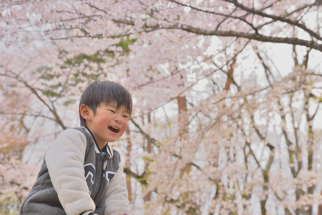 サクラ咲く公園