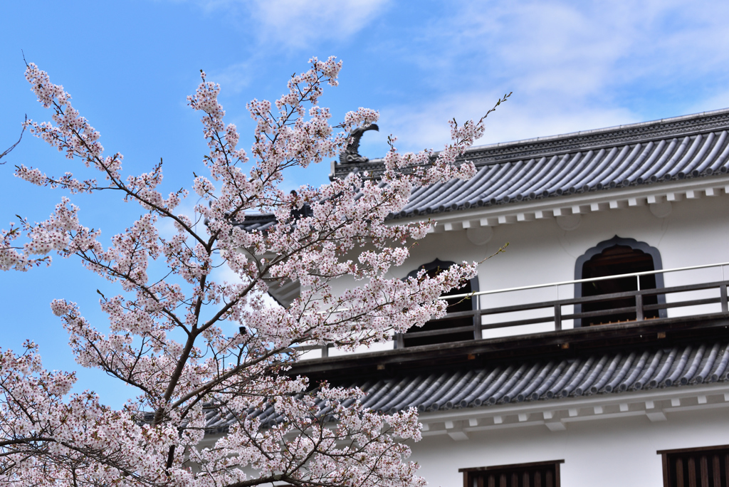 白石城と桜