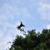 夏空の蝶のワルツ