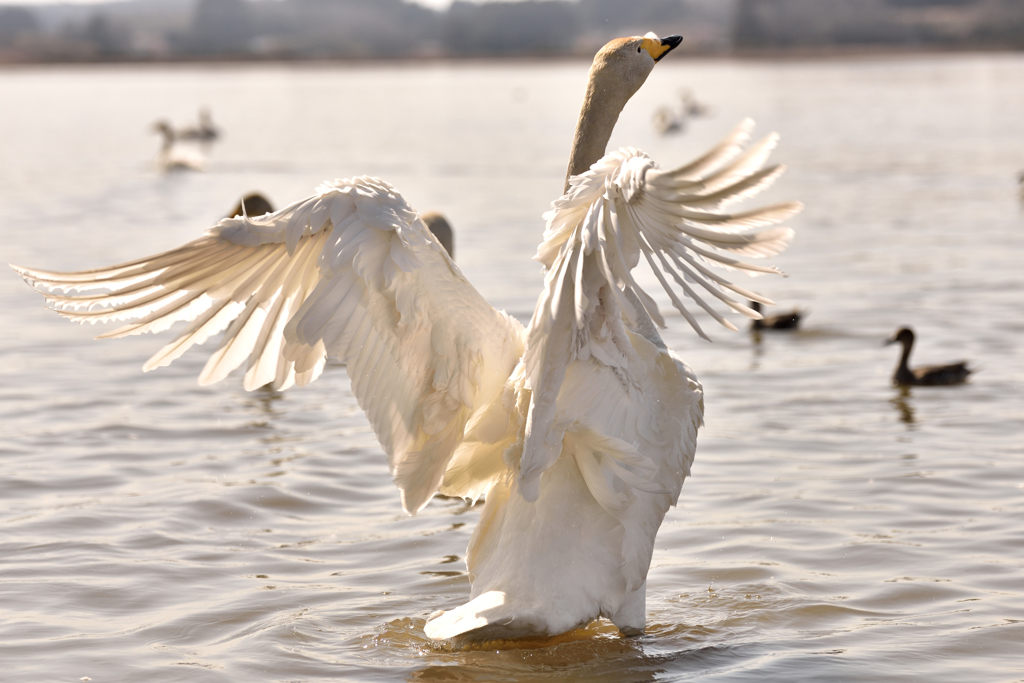 白鳥の羽ばたき